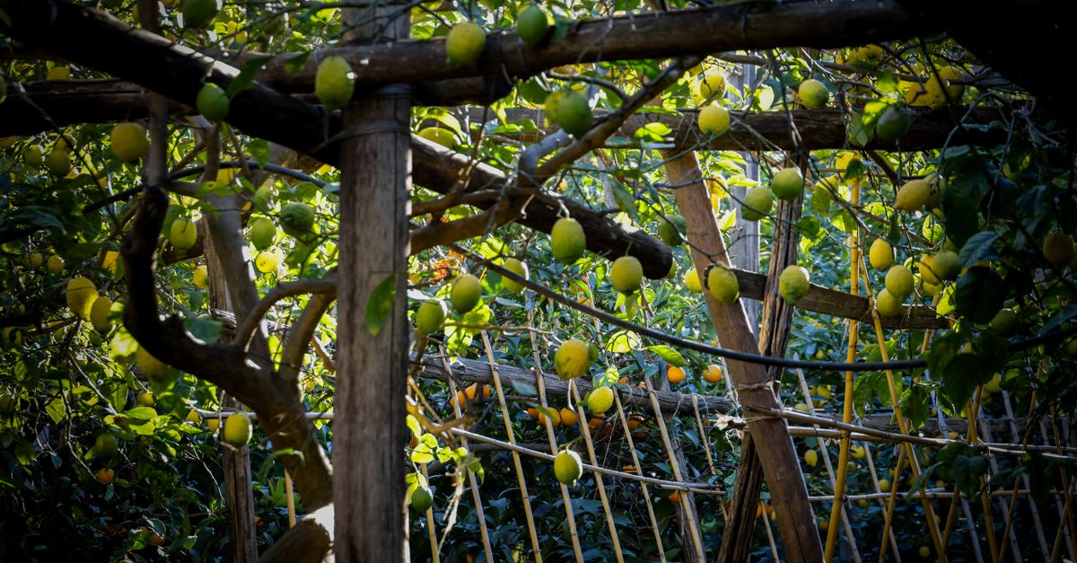 Lemon groves walk near Sorrento