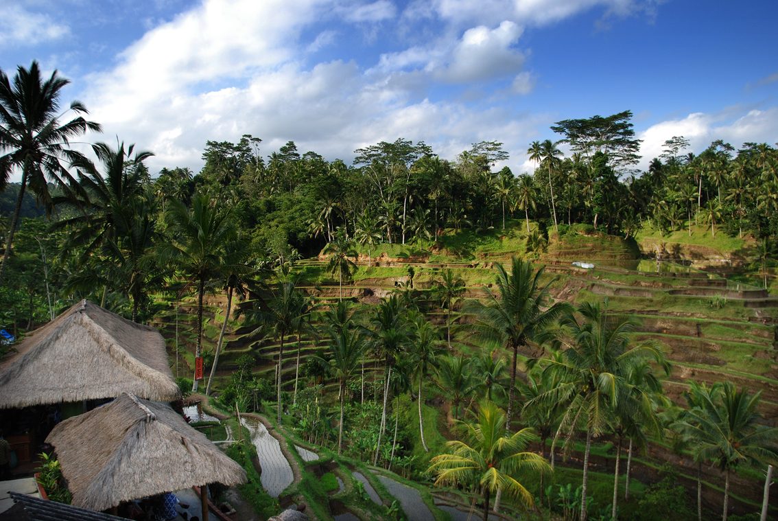Tegallalang Rice Terraces near Ubud