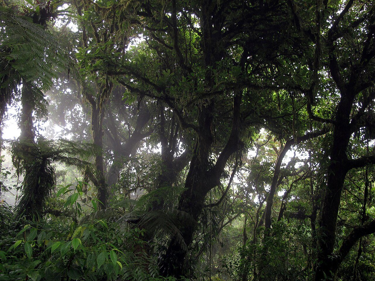 Monteverde Cloud Forest Reserve near Monteverde