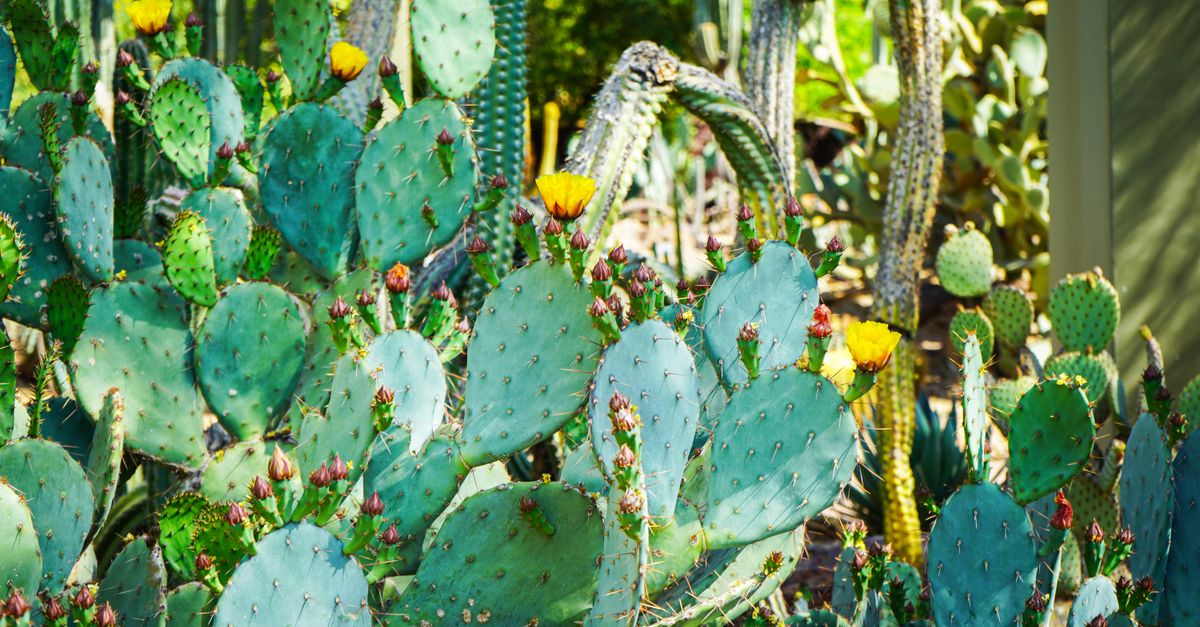 Desert Botanical Garden near Phoenix