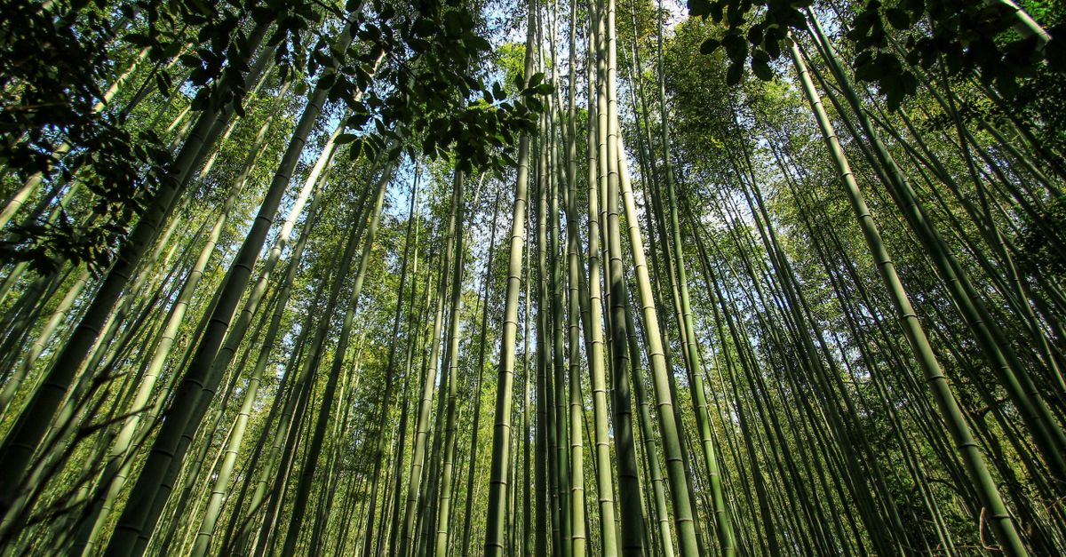 Arashiyama Bamboo near Kyoto