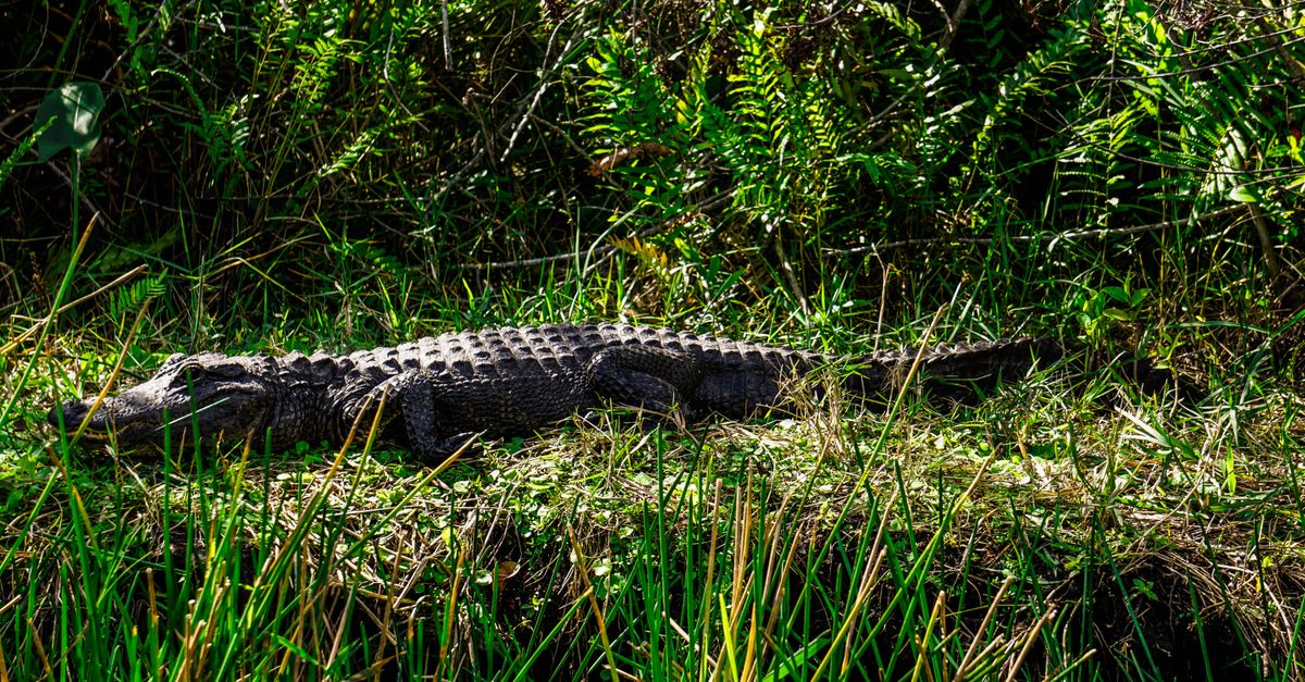 Everglades on the Miami Beach Getaway route