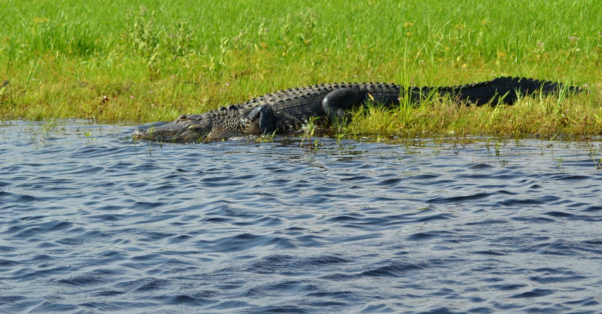 Airboat tour near Everglades