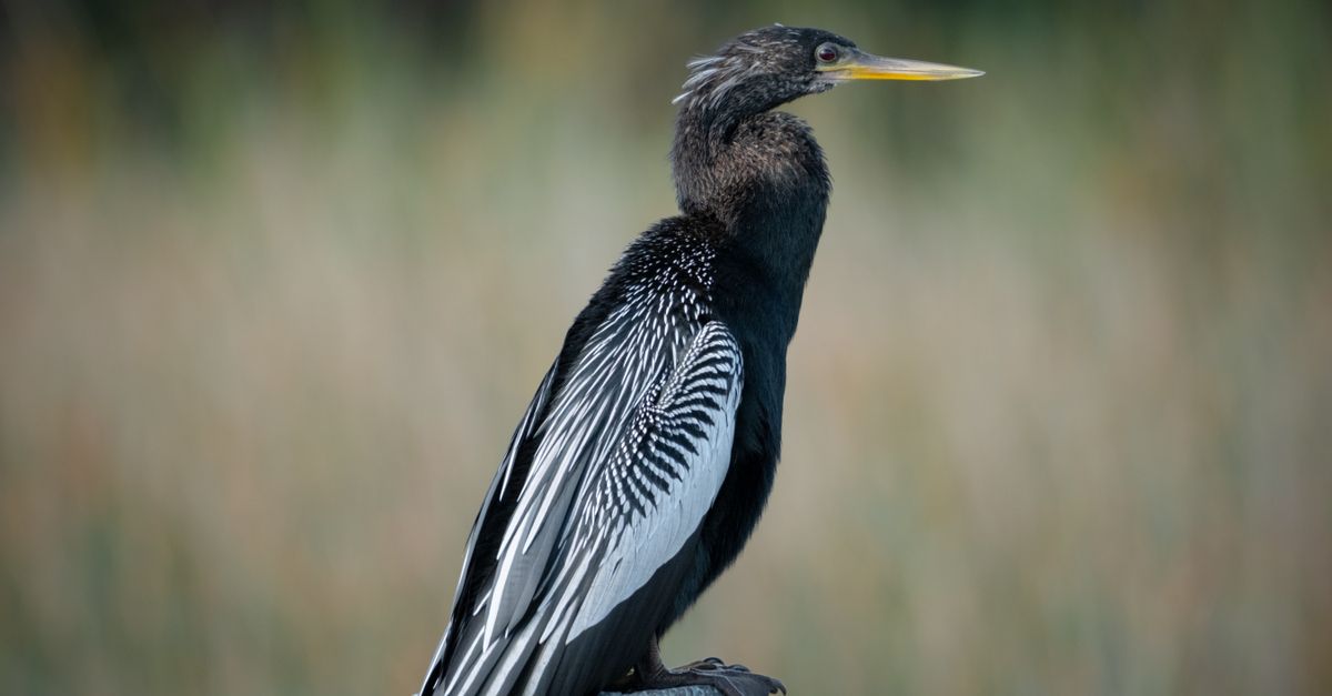 Anhinga Trail near Everglades