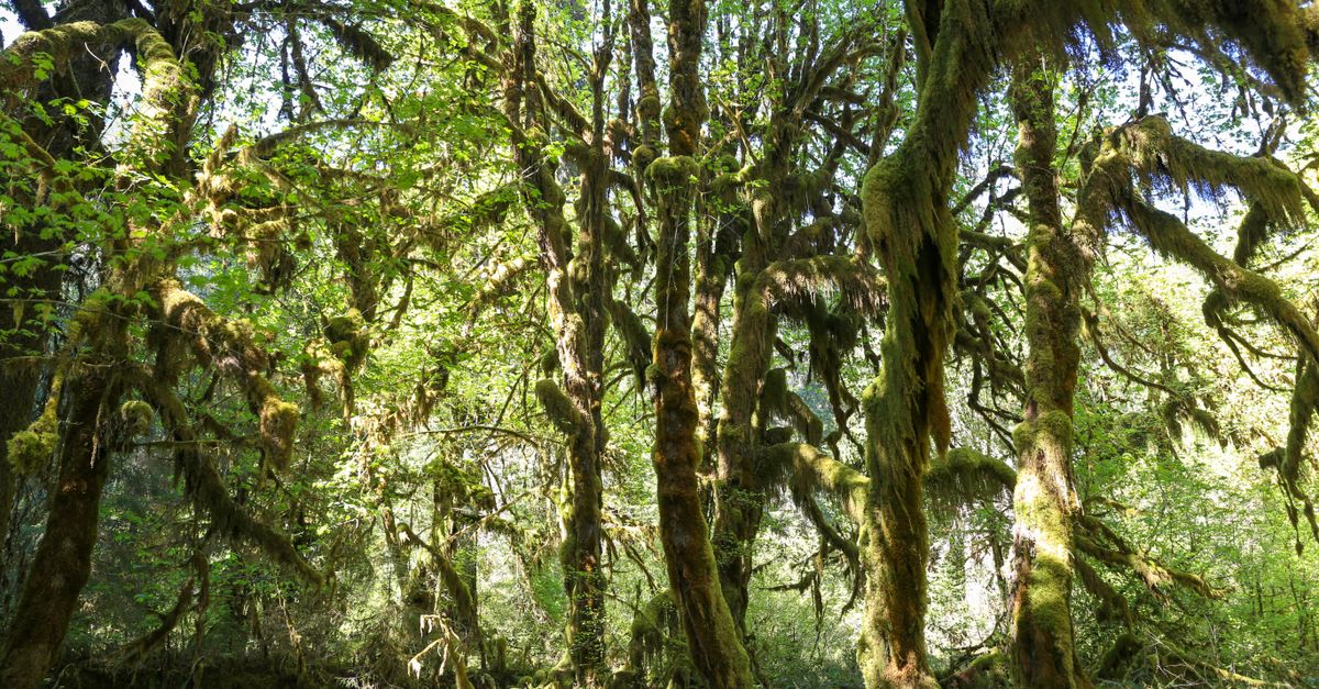 Olympic NP on the Pacific Northwest route