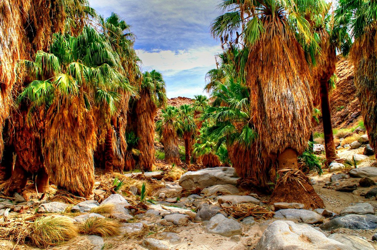 Indian Canyons near Palm Springs