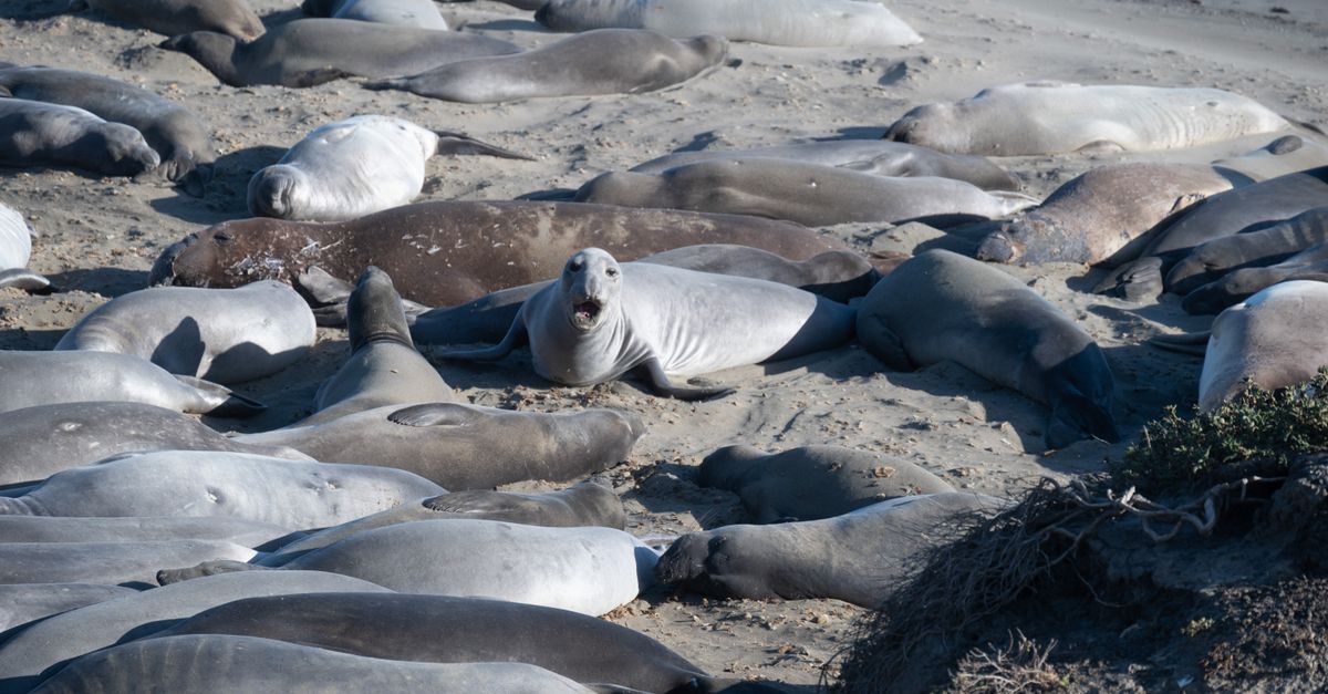 Elephant seal viewpoint near San Simeon