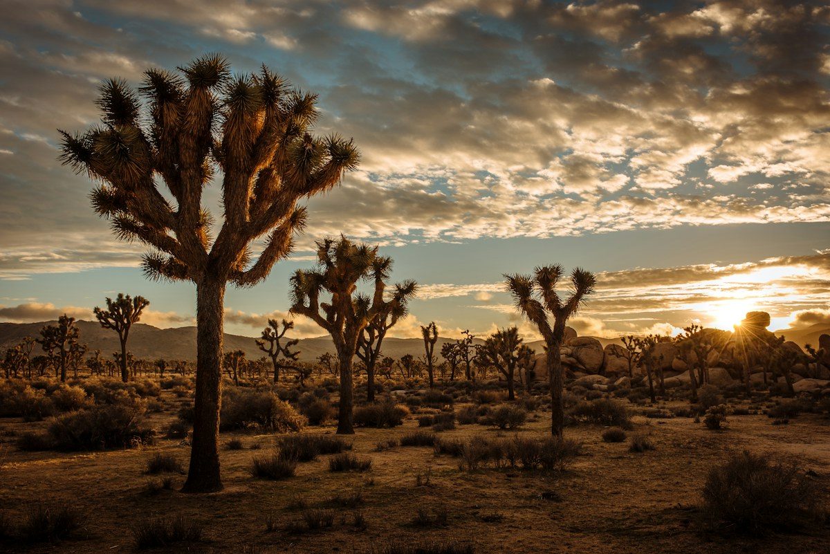 Palm Springs & Joshua Tree route inspiration