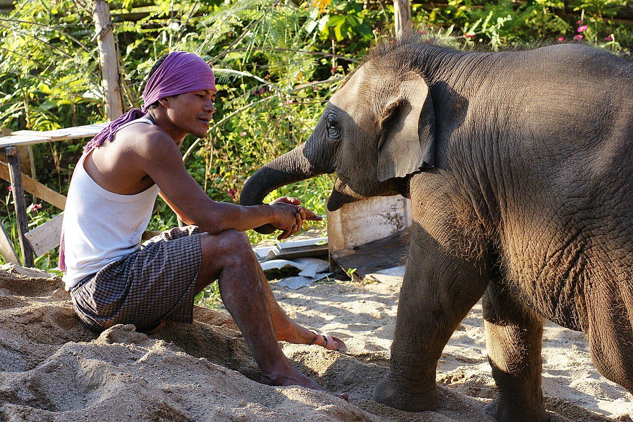 Elephant Nature Park near Chiang Mai